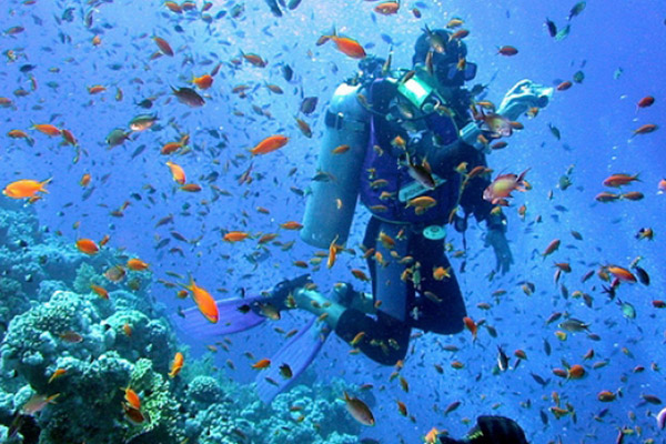 GHO Dive