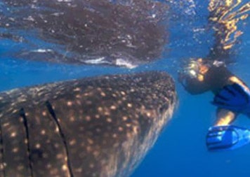 isla-mujeres-dive-whale-shark-adventures3
