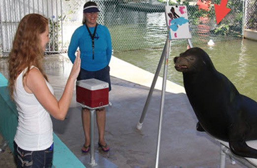 08-Meet-the-Sea-Lion-at-Theater-Of-the-Sea!