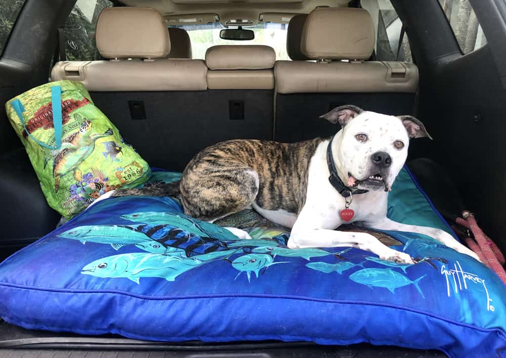 Dog Beds