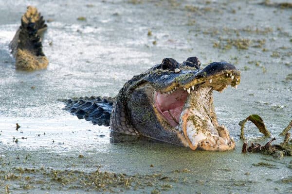 Lake Kissimmee 2