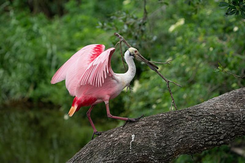 Spoonbill Photo Academy St Augustine